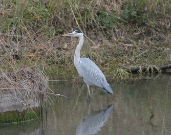 Grey Heron 勝盛公園 Tue, 2/1/2022