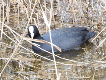 Eurasian Coot 駕与丁公園 Thu, 2/10/2022