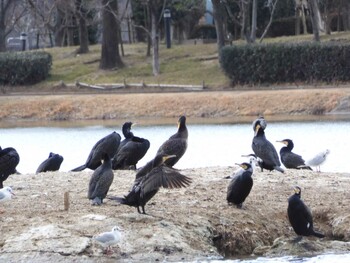 カワウ 駕与丁公園 2022年2月10日(木)