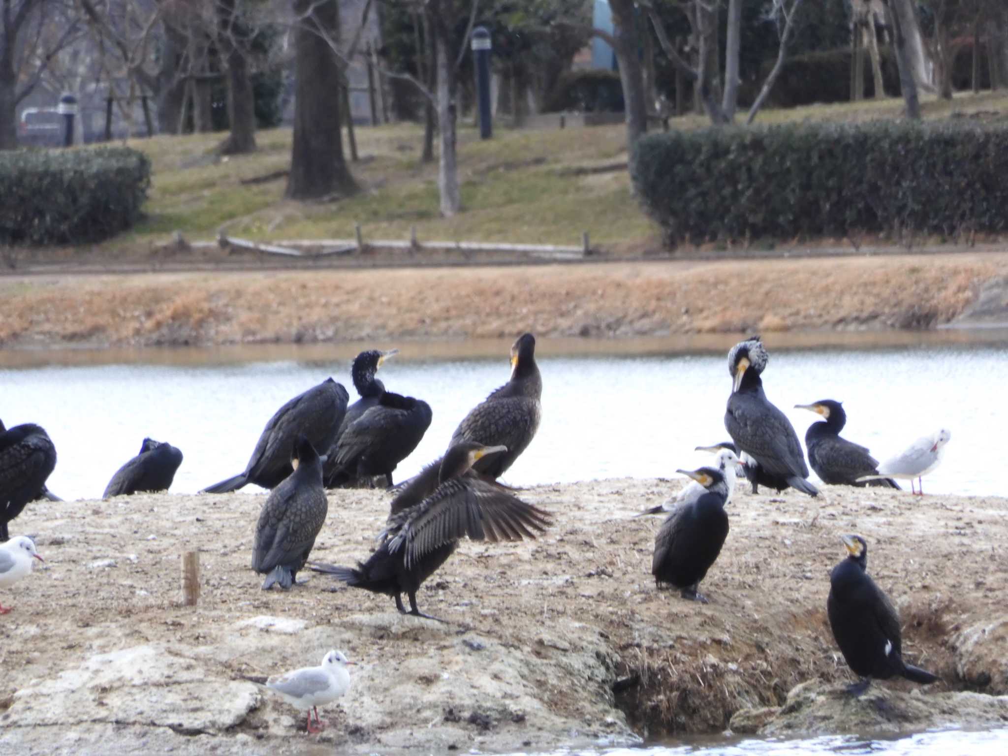 Photo of Great Cormorant at 駕与丁公園 by momochan