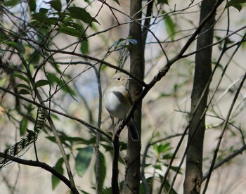 Narcissus Flycatcher 天拝歴史自然公園 Sun, 2/27/2022