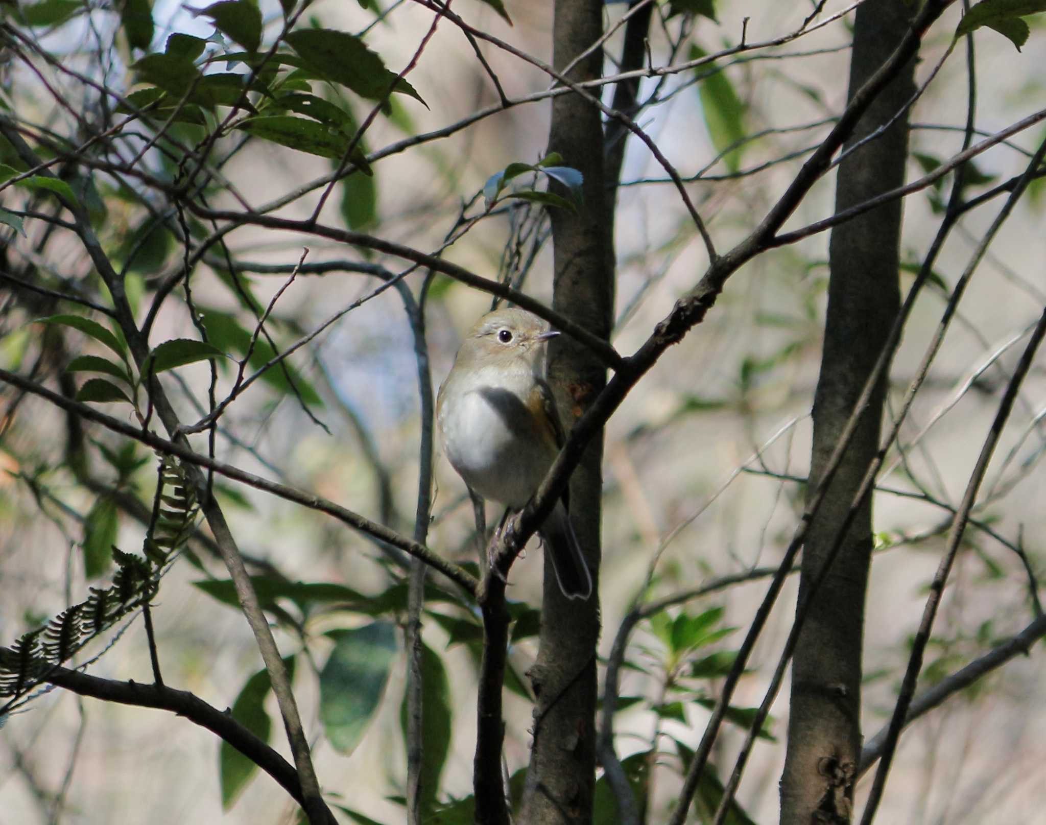 Photo of Narcissus Flycatcher at 天拝歴史自然公園 by momochan