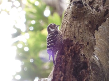 Japanese Pygmy Woodpecker 糸島のトトロの森 Wed, 2/23/2022