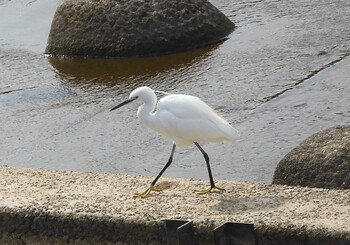 コサギ 菊池川白石堰河川公園 2022年2月15日(火)