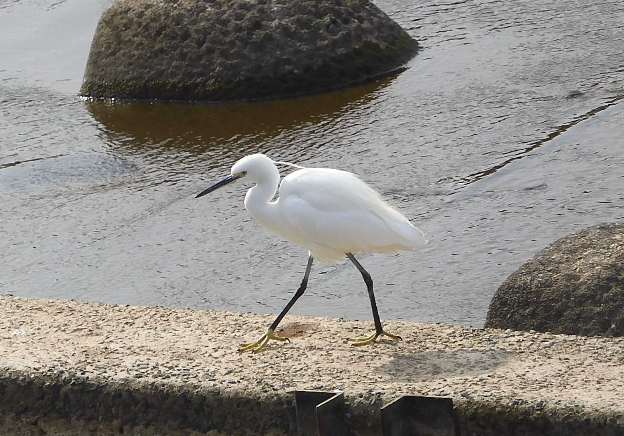 Photo of Little Egret at 菊池川白石堰河川公園 by momochan