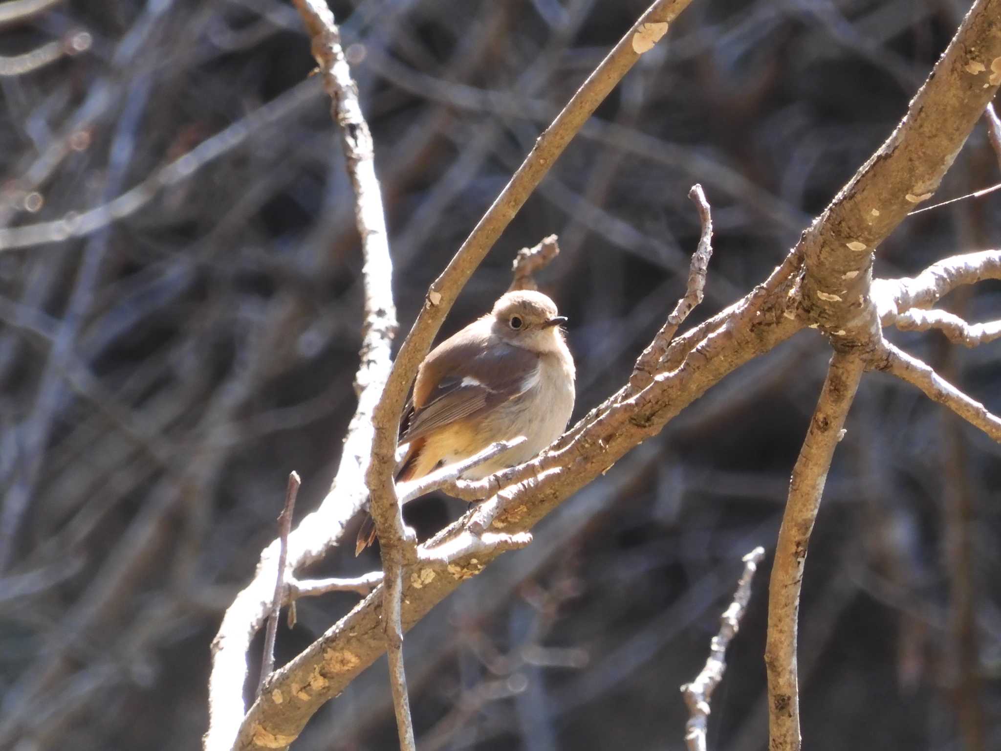 Photo of Daurian Redstart at 立田山憩いの森 by momochan