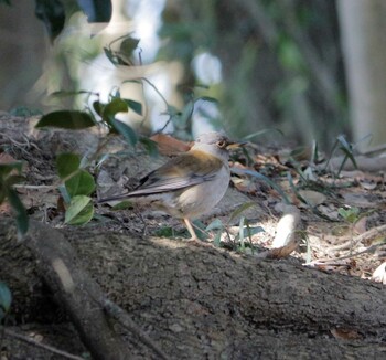 Pale Thrush 天拝山歴史自然公園 Sun, 2/27/2022