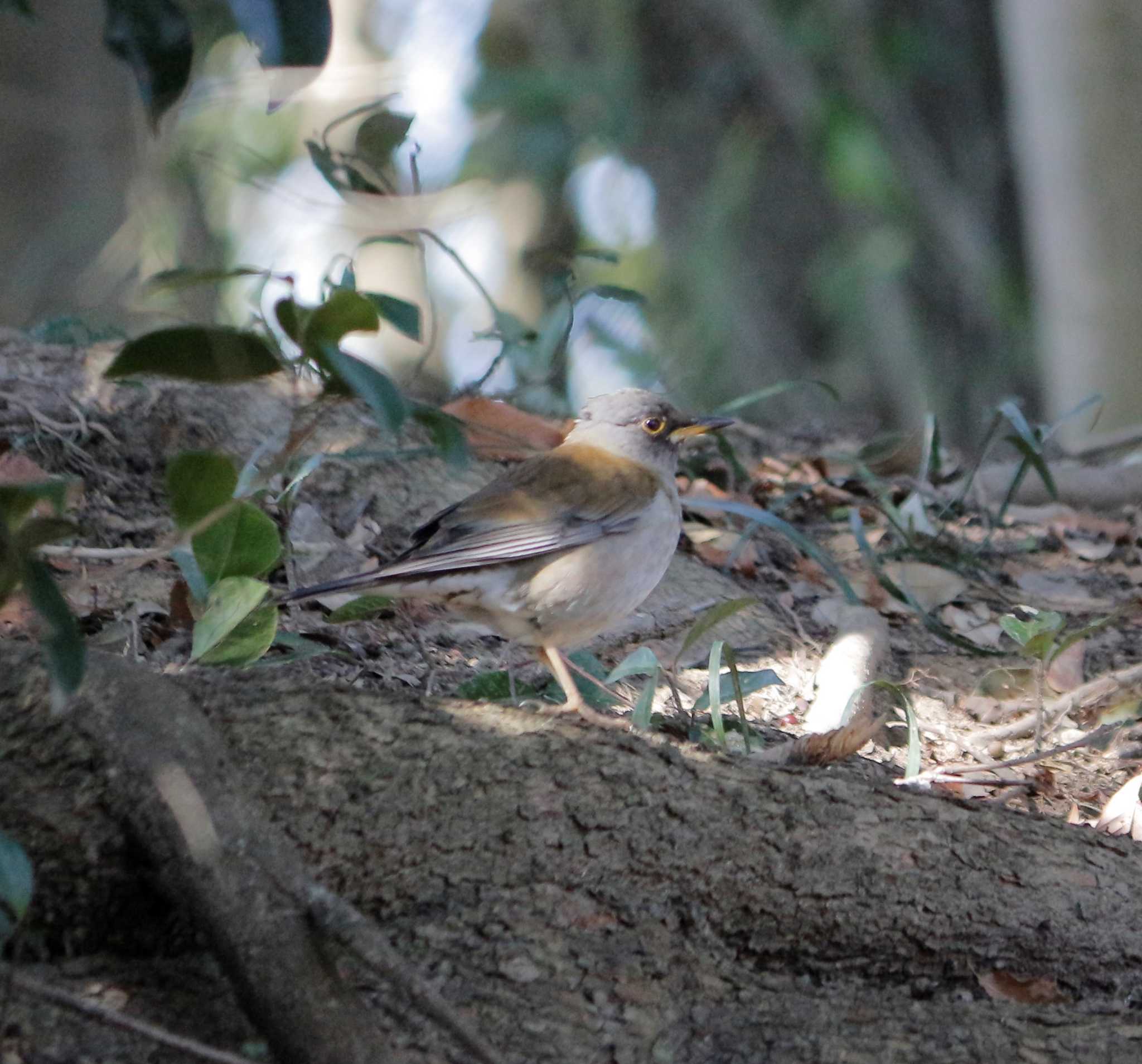 Photo of Pale Thrush at 天拝山歴史自然公園 by momochan