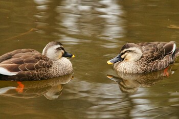 Eastern Spot-billed Duck Hikarigaoka Park Mon, 2/28/2022