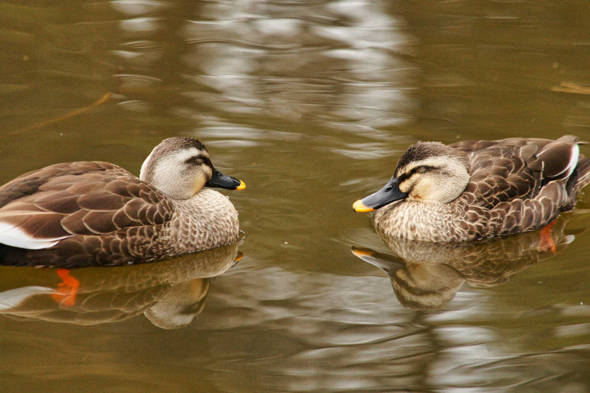 Photo of Eastern Spot-billed Duck at Hikarigaoka Park by そくば