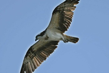 Osprey Unknown Spots Mon, 10/9/2017