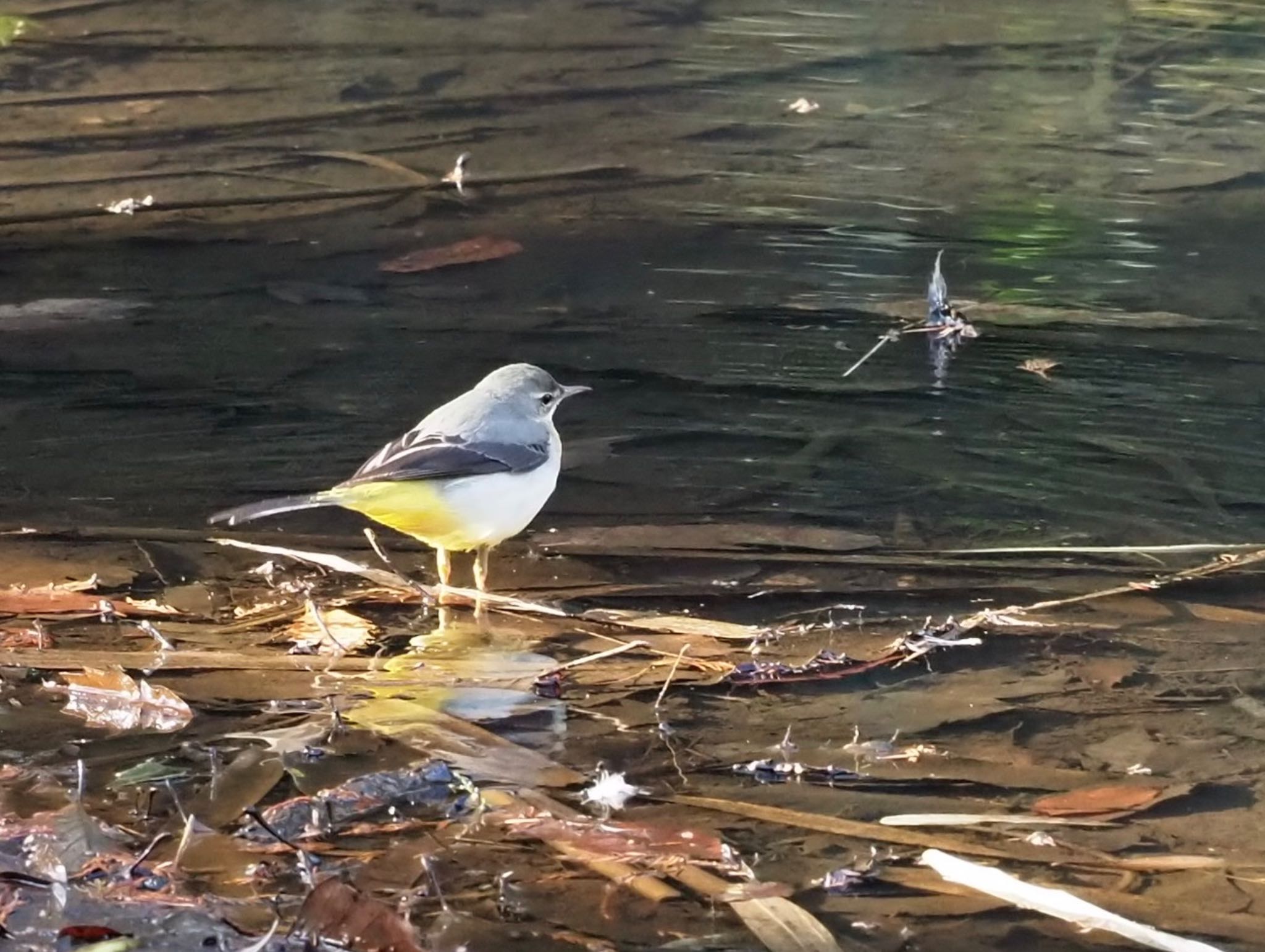 Photo of Grey Wagtail at 横浜市児童遊園地 by カルル