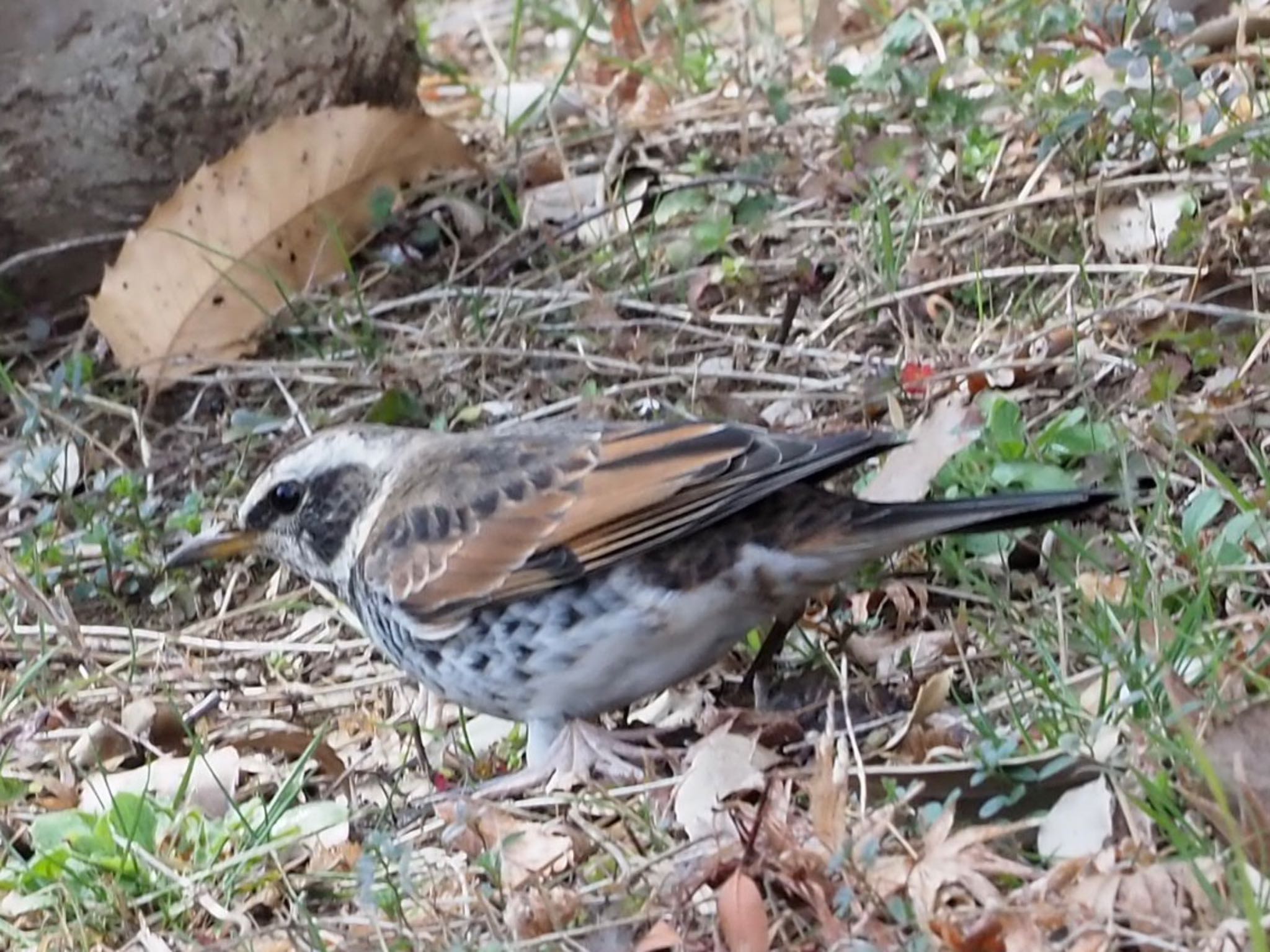 Dusky Thrush