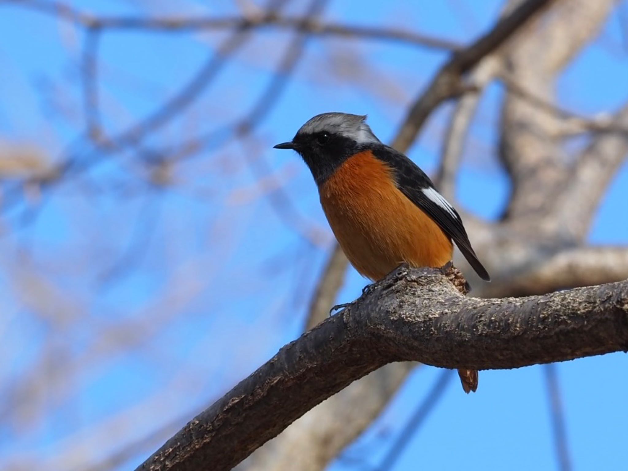 Daurian Redstart