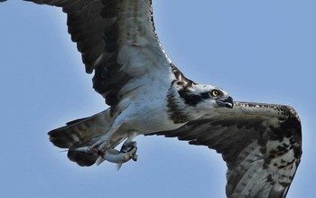 Osprey 神奈川県 Mon, 10/9/2017