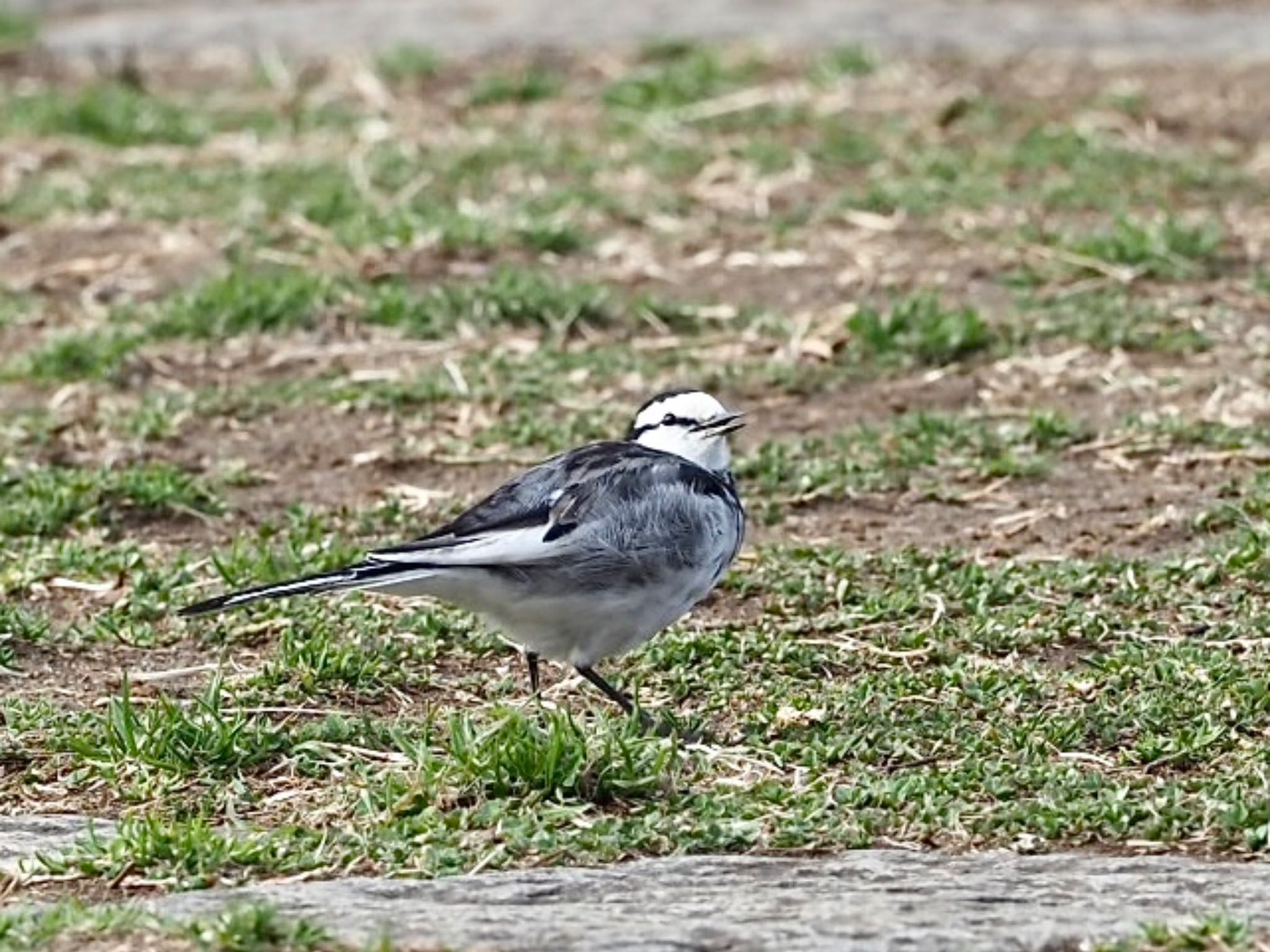 Photo of White Wagtail at 横浜市児童遊園地 by カルル