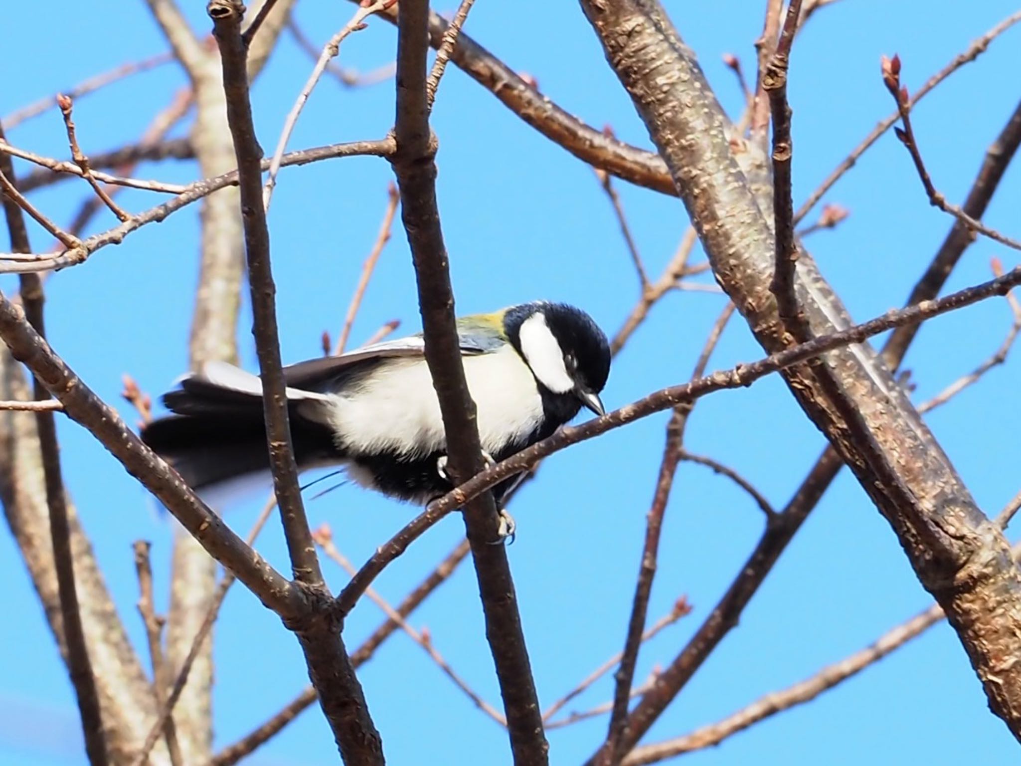 Japanese Tit