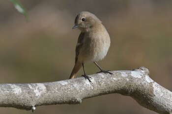 ジョウビタキ みなくち子どもの森 2022年3月3日(木)