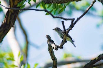 Asian Brown Flycatcher Unknown Spots Mon, 10/9/2017