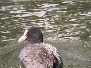 2022年3月3日(木) 皇居外苑の野鳥観察記録