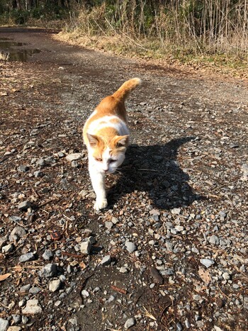 未同定 秋ヶ瀬公園、朝霞市 2022年3月3日(木)