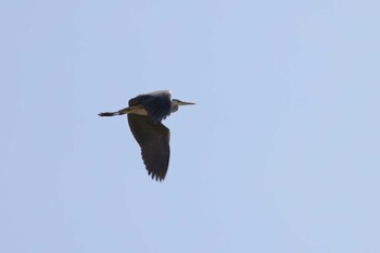 アオサギ 葛西臨海公園 2022年3月3日(木)