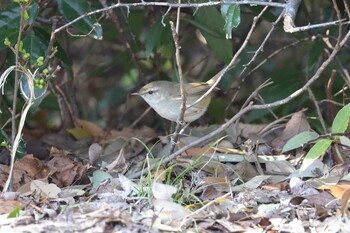 ウグイス 葛西臨海公園 2022年3月3日(木)