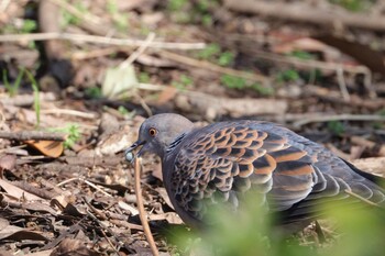 キジバト 葛西臨海公園 2022年3月3日(木)