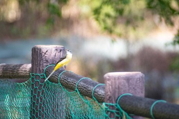 Grey Wagtail Unknown Spots Mon, 10/9/2017