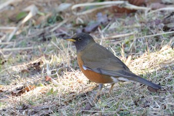 オオアカハラ 葛西臨海公園 2022年3月3日(木)