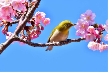 Warbling White-eye 河津 Fri, 2/25/2022