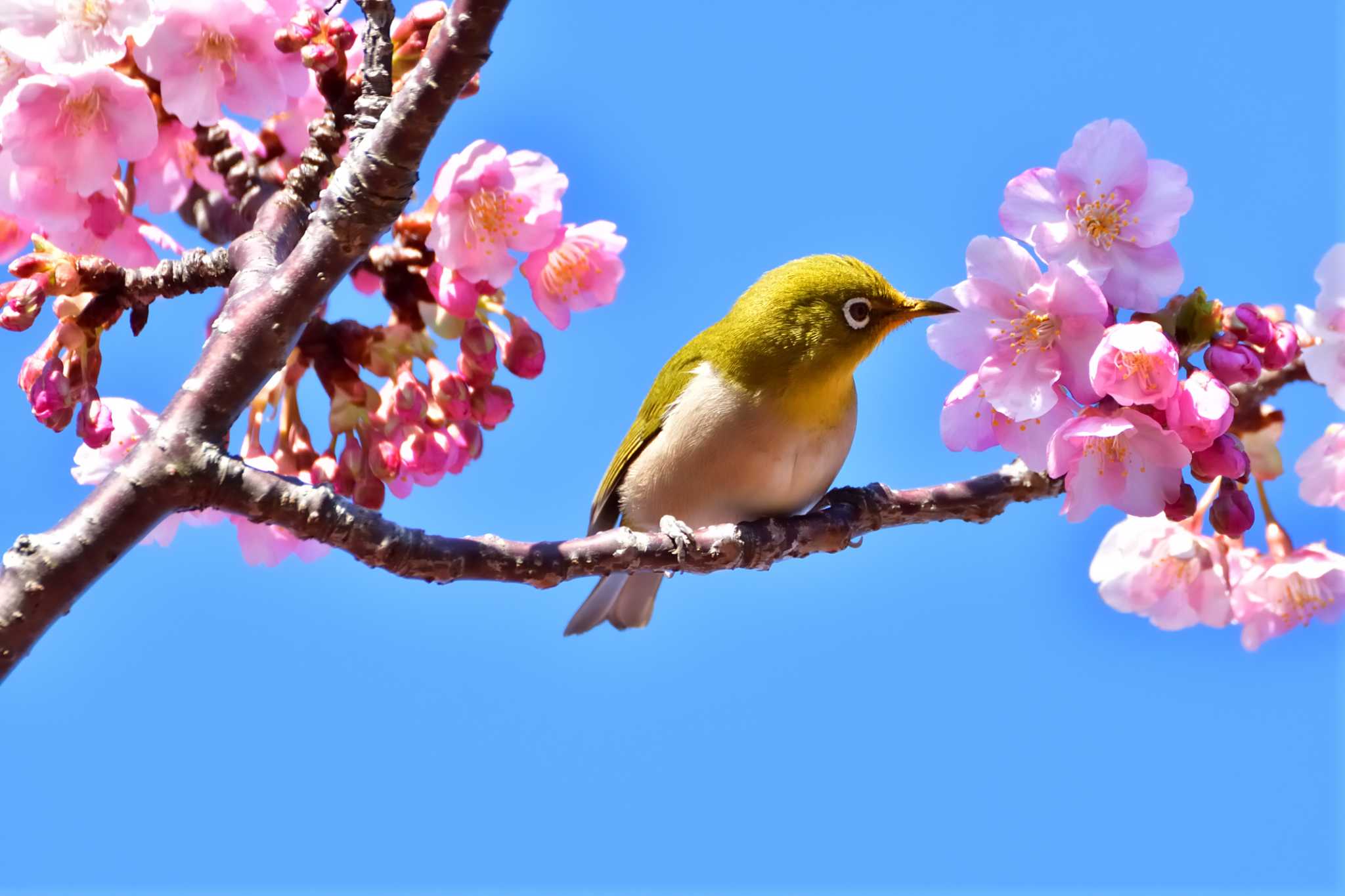 Photo of Warbling White-eye at 河津 by アカウント9377