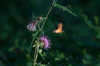 ホウジャク 権現山(弘法山公園) 2017年10月9日(月)