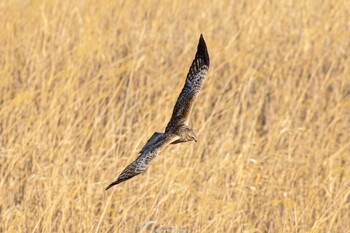 2022年2月27日(日) 渡良瀬遊水地の野鳥観察記録