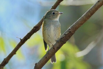 Red-flanked Bluetail Akigase Park Wed, 2/23/2022