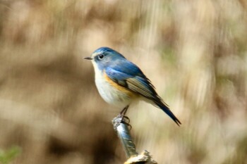 Red-flanked Bluetail Akigase Park Wed, 2/23/2022