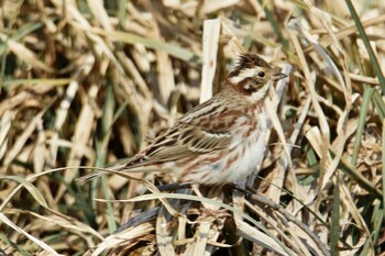 Rustic Bunting Akigase Park Wed, 2/23/2022