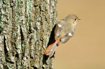 Daurian Redstart Akigase Park Wed, 2/23/2022