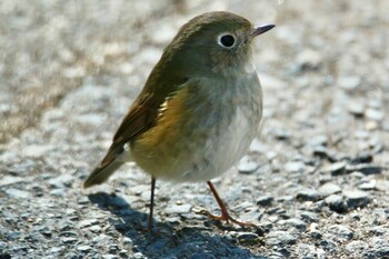 Red-flanked Bluetail Akigase Park Wed, 2/23/2022