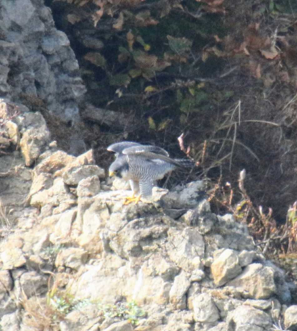 Peregrine Falcon