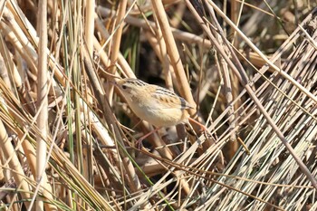 Zitting Cisticola 境川遊水地公園 Thu, 3/3/2022