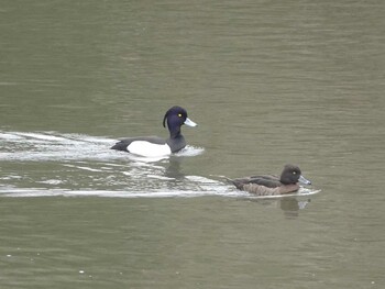 Tufted Duck 秋ヶ瀬公園付近 Tue, 3/1/2022