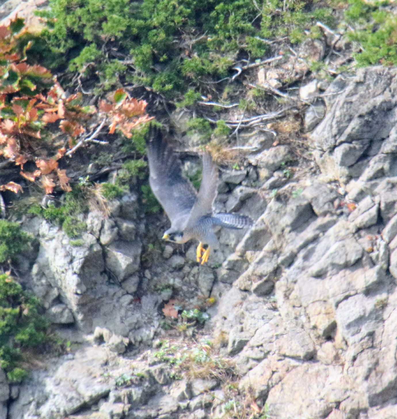 Peregrine Falcon