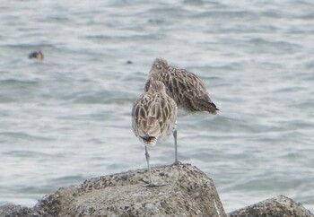 Wed, 3/2/2022 Birding report at Kasai Rinkai Park