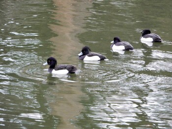 2022年3月3日(木) 井の頭公園の野鳥観察記録