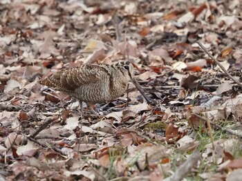 2022年2月11日(金) 舞岡公園の野鳥観察記録