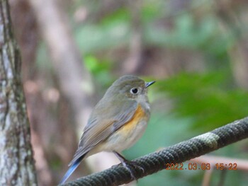 Red-flanked Bluetail 石川市民の森 Thu, 3/3/2022