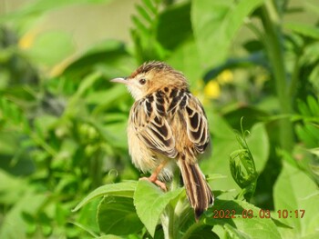 Zitting Cisticola 恩納村 Thu, 3/3/2022