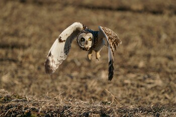 Short-eared Owl Unknown Spots Sat, 2/12/2022