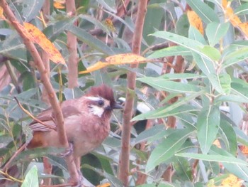 White-browed Laughingthrush 群馬県前橋市 Unknown Date